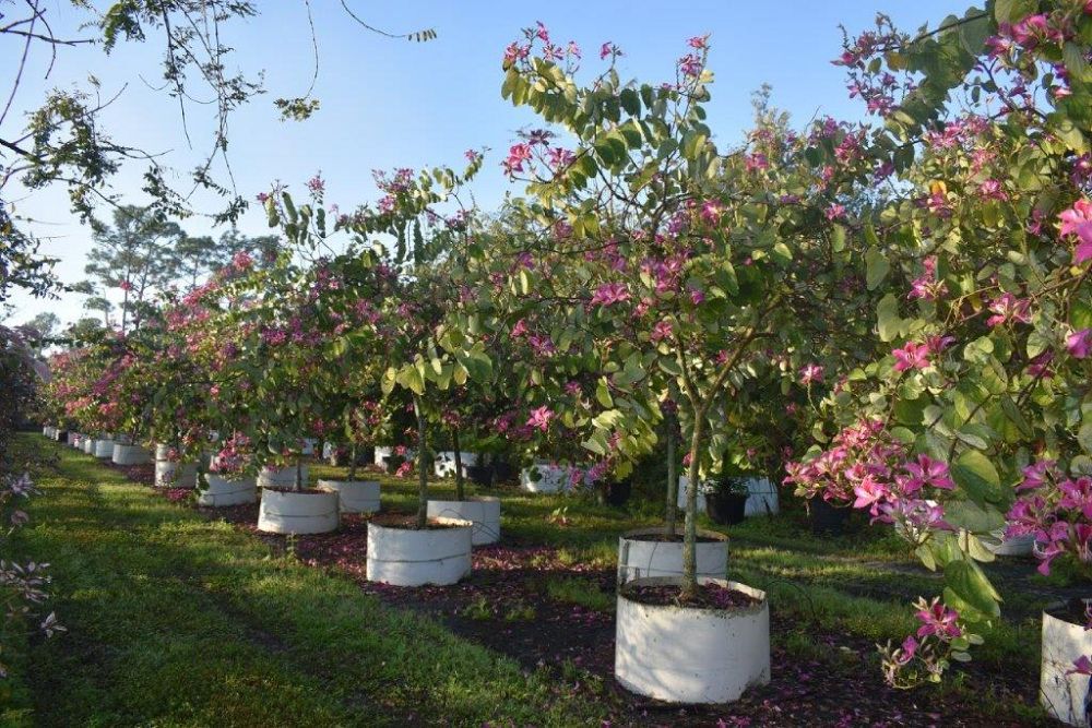 bauhinia-x-blakeana-hong-kong-orchid