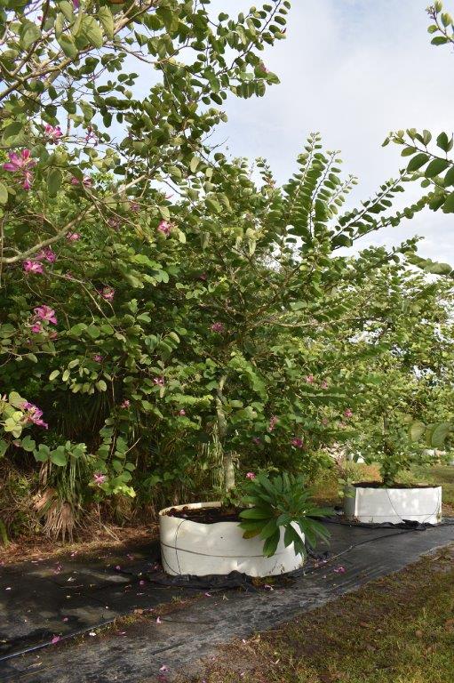 bauhinia-x-blakeana-hong-kong-orchid