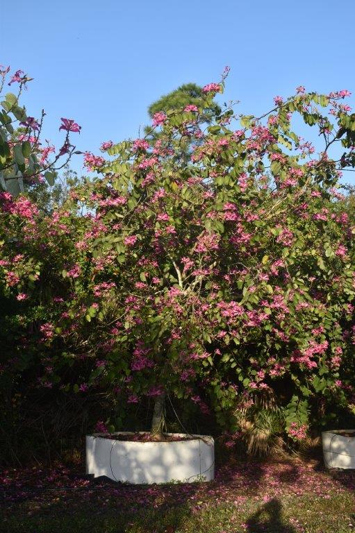 bauhinia-x-blakeana-hong-kong-orchid