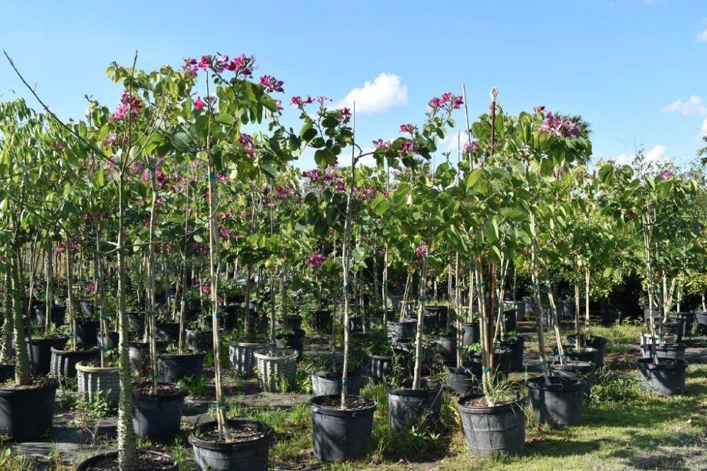 bauhinia-x-blakeana-hong-kong-orchid