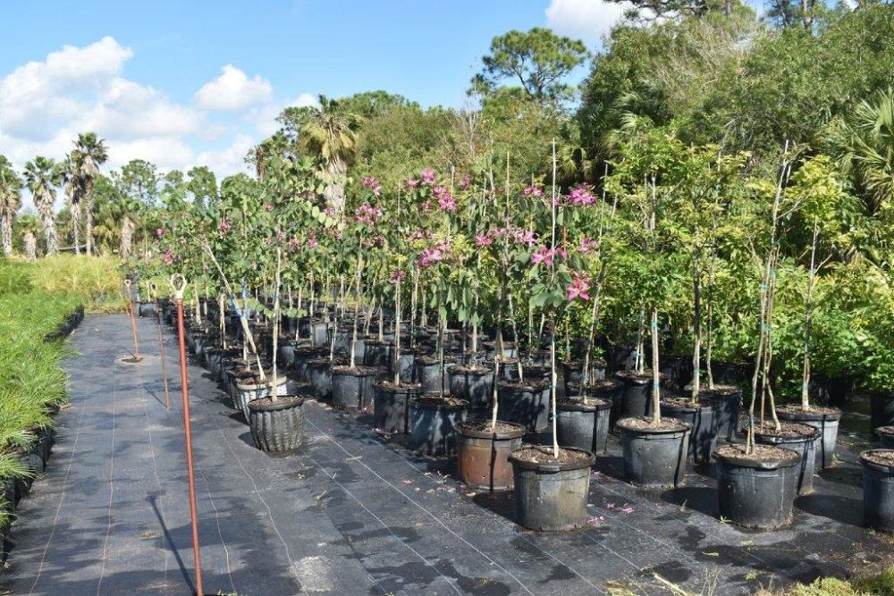 bauhinia-x-blakeana-hong-kong-orchid