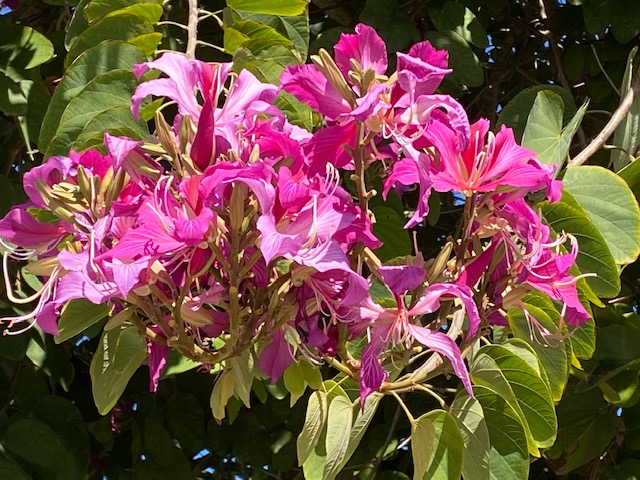 bauhinia-x-blakeana-hong-kong-orchid