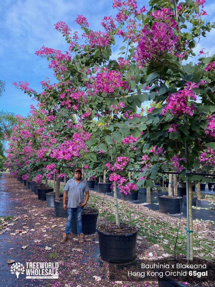 bauhinia-x-blakeana-hong-kong-orchid