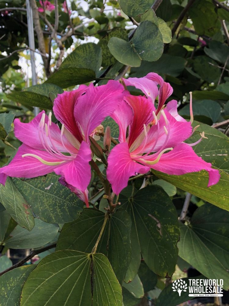 bauhinia-x-blakeana-hong-kong-orchid