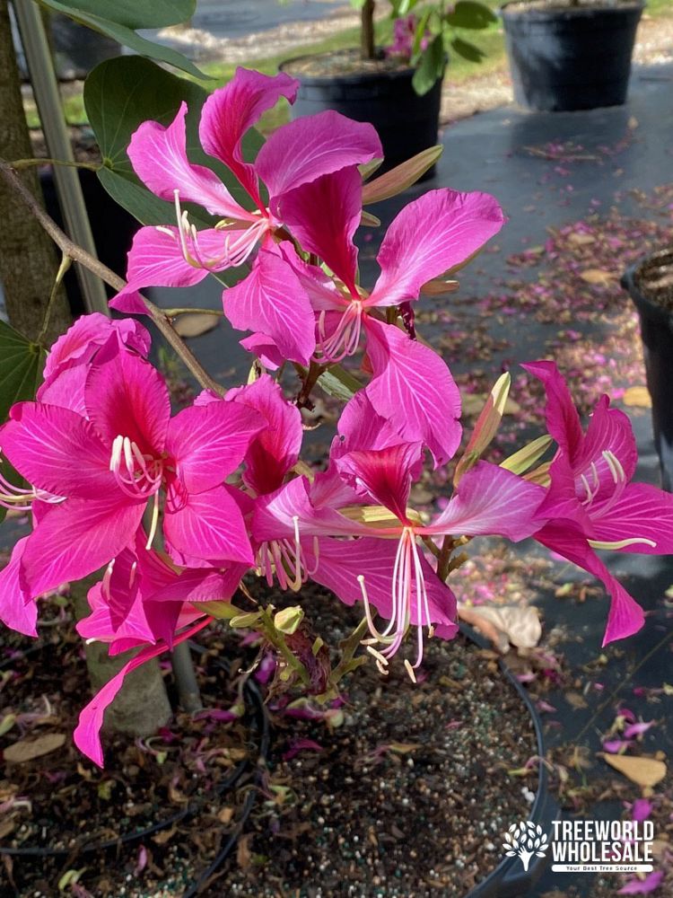 bauhinia-x-blakeana-hong-kong-orchid