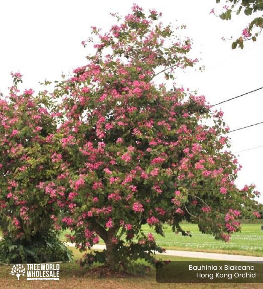 bauhinia-x-blakeana-hong-kong-orchid