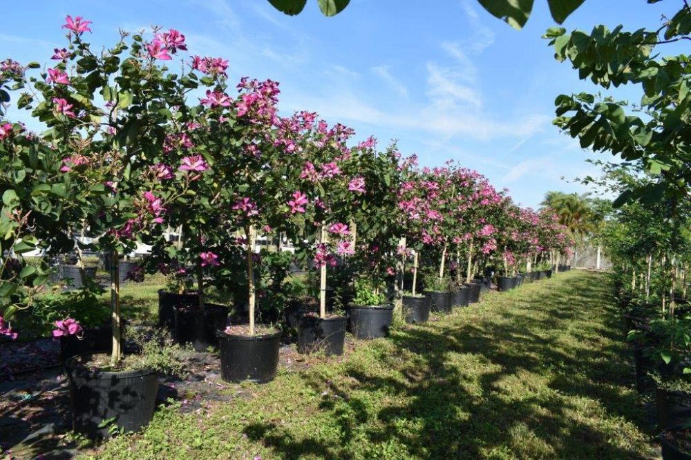 bauhinia-x-blakeana-hong-kong-orchid