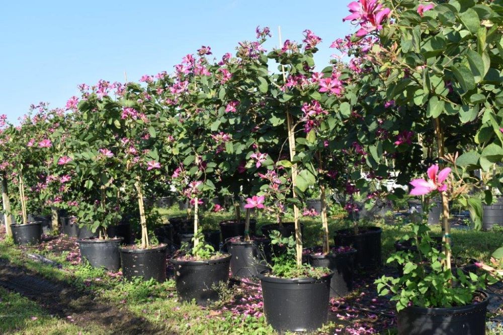 bauhinia-x-blakeana-hong-kong-orchid