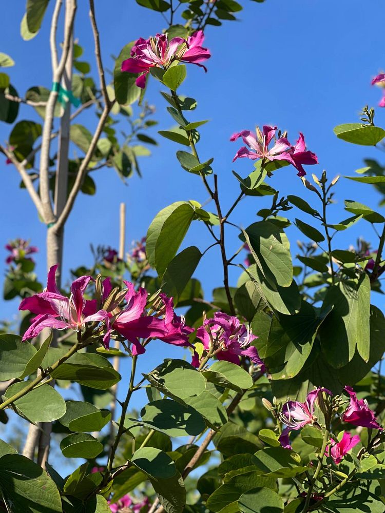 bauhinia-x-blakeana-hong-kong-orchid