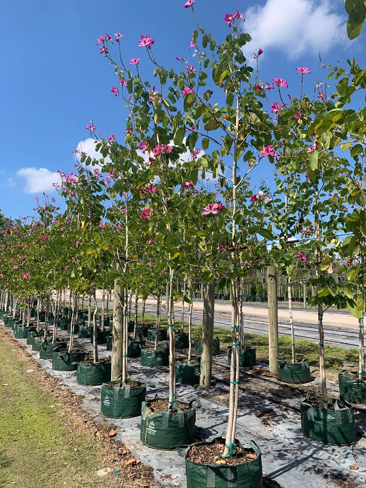 bauhinia-x-blakeana-hong-kong-orchid