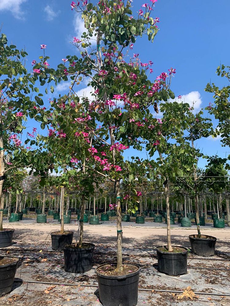 bauhinia-x-blakeana-hong-kong-orchid