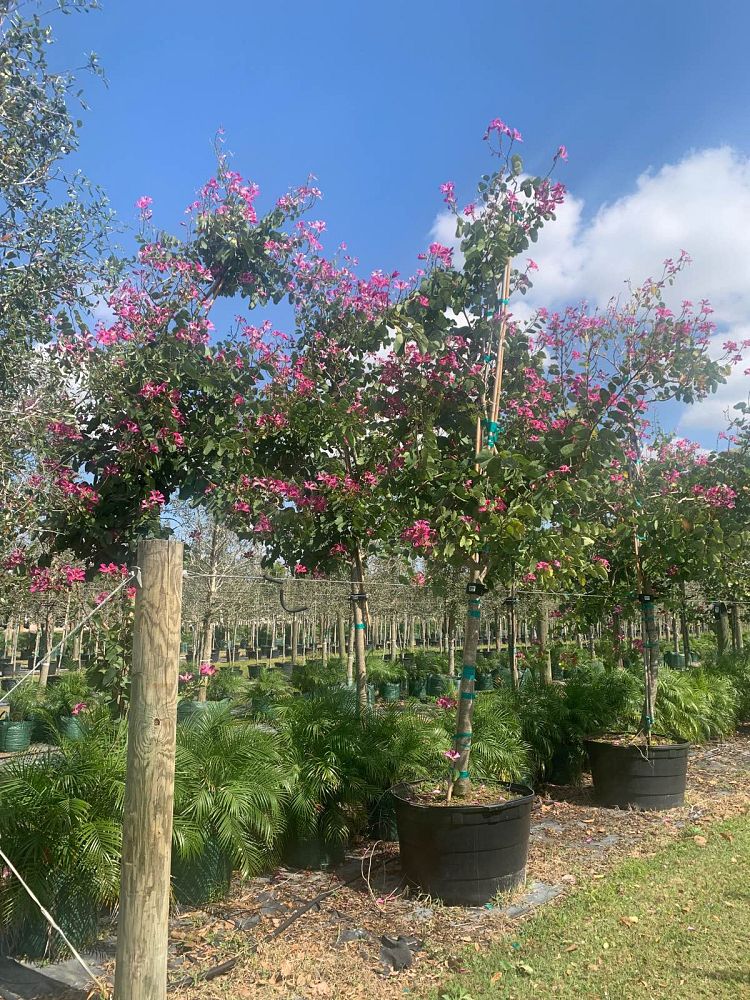 bauhinia-x-blakeana-hong-kong-orchid