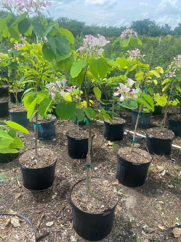 bauhinia-x-blakeana-hong-kong-orchid