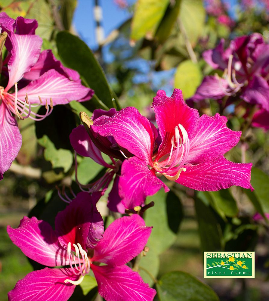 bauhinia-x-blakeana-hong-kong-orchid