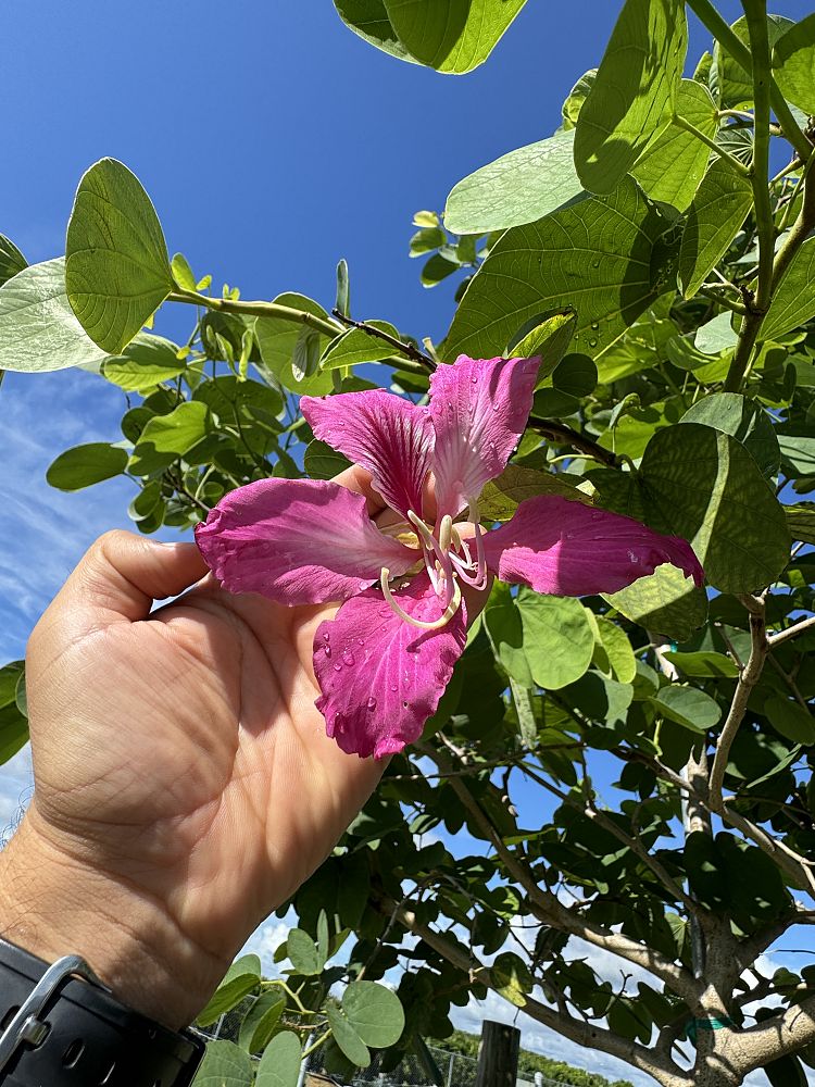bauhinia-x-blakeana-hong-kong-orchid