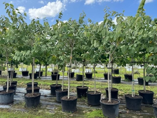 bauhinia-x-blakeana-hong-kong-orchid
