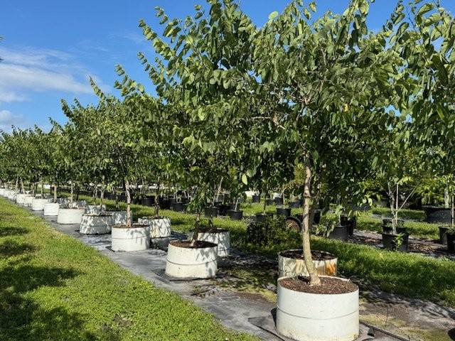 bauhinia-x-blakeana-hong-kong-orchid