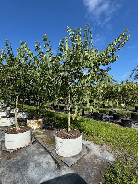 bauhinia-x-blakeana-hong-kong-orchid