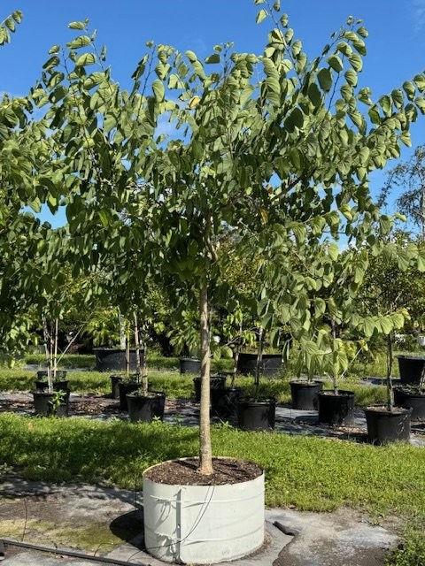 bauhinia-x-blakeana-hong-kong-orchid
