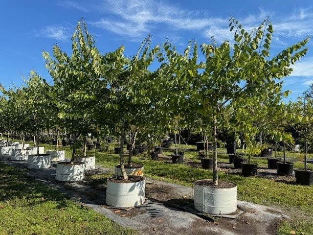 bauhinia-x-blakeana-hong-kong-orchid
