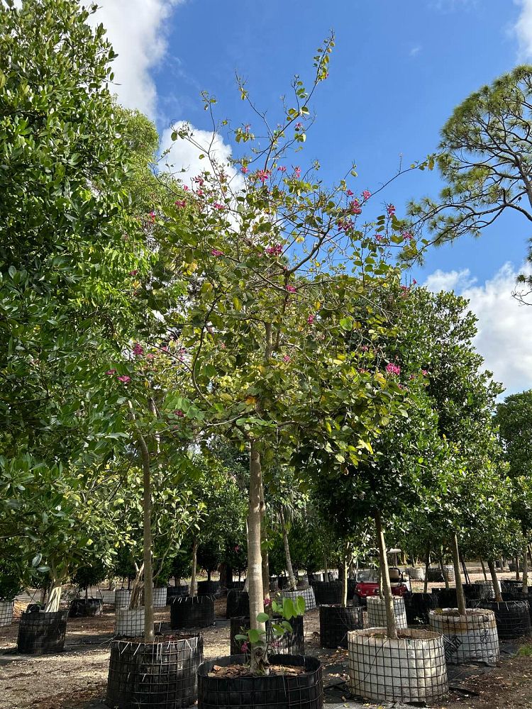 bauhinia-x-blakeana-hong-kong-orchid