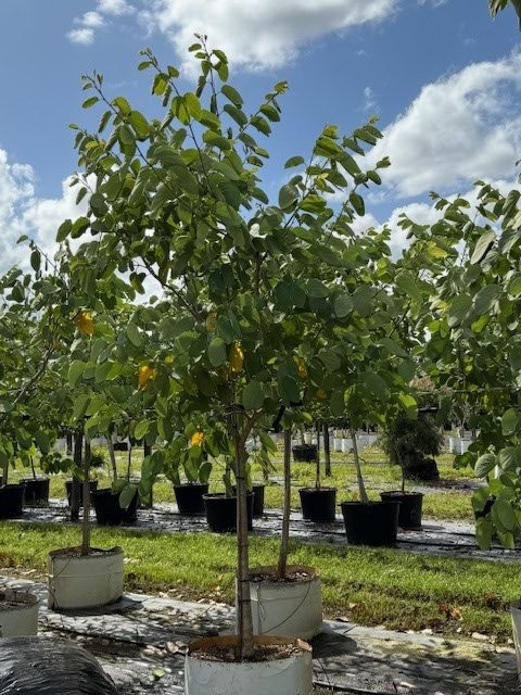 bauhinia-x-blakeana-hong-kong-orchid