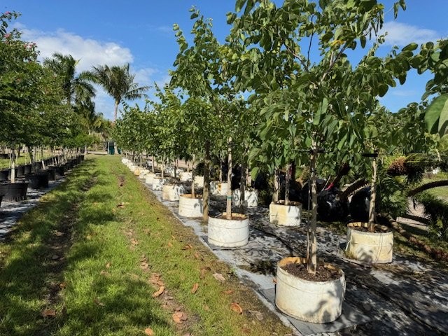 bauhinia-x-blakeana-hong-kong-orchid