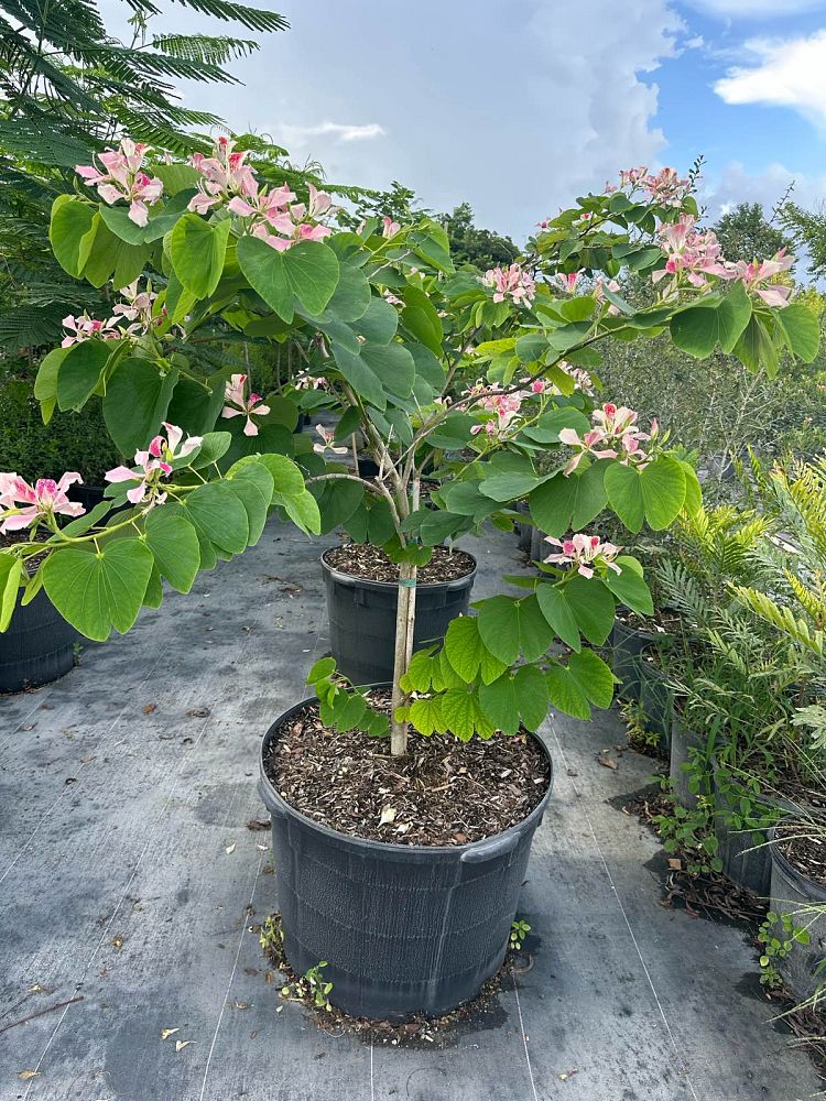 bauhinia-x-blakeana-hong-kong-orchid