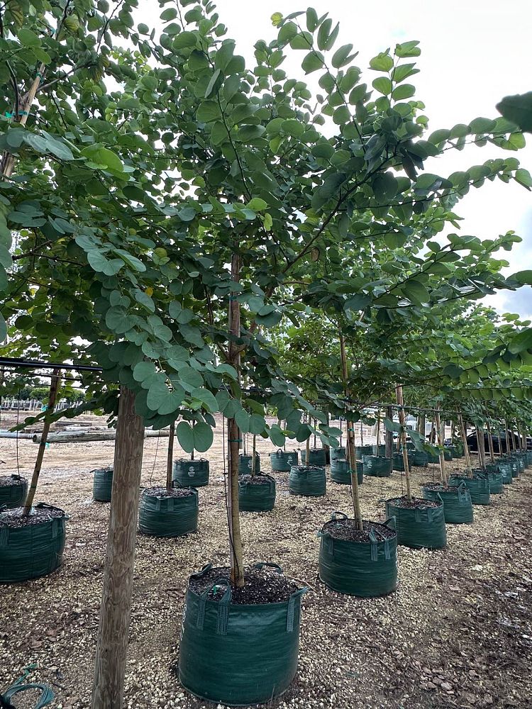 bauhinia-x-blakeana-hong-kong-orchid