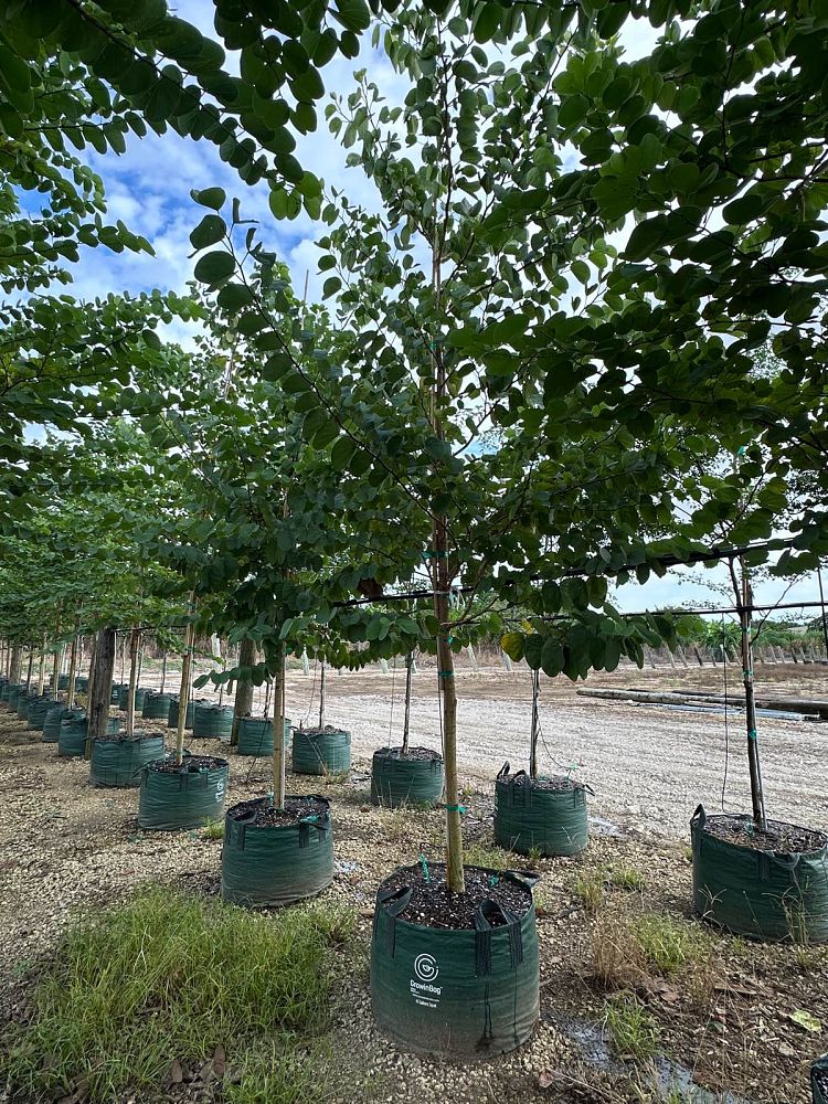 bauhinia-x-blakeana-hong-kong-orchid