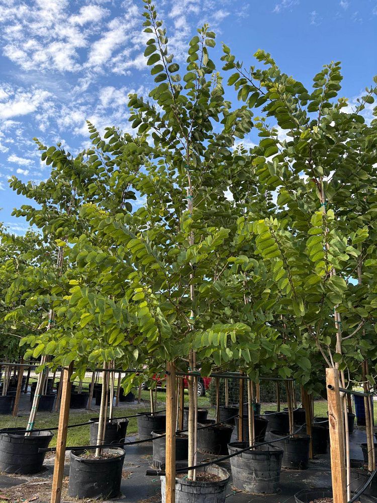 bauhinia-x-blakeana-hong-kong-orchid