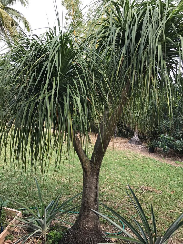 beaucarnea-gracilis-mexican-pony-tail