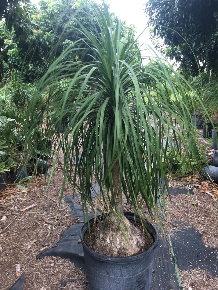 beaucarnea-gracilis-mexican-pony-tail