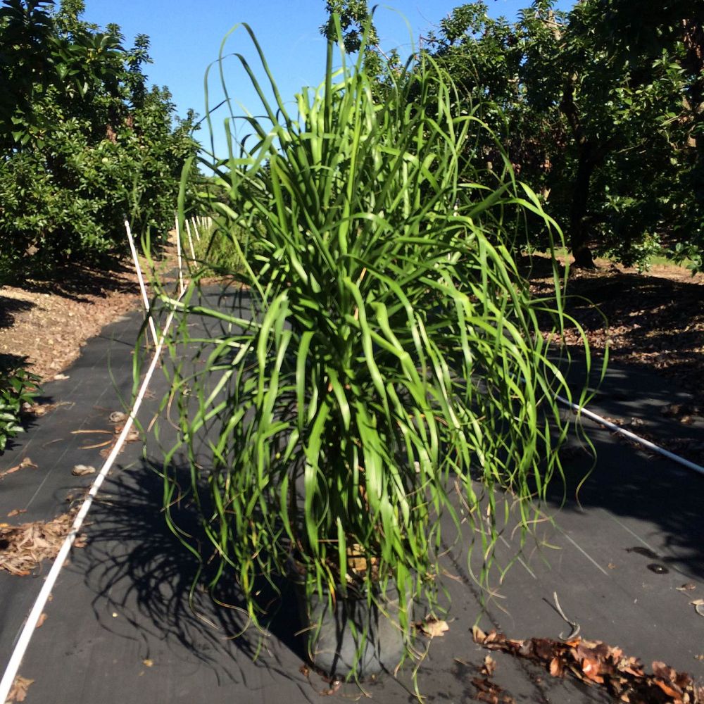 beaucarnea-guatemalensis-ponytail-palm-guatemala-pony-tail-red-ponytail-plant