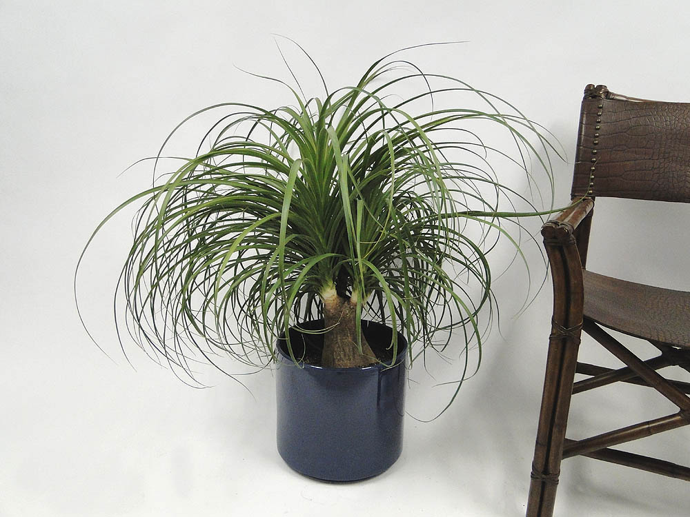 beaucarnea-guatemalensis-ponytail-palm-guatemala-pony-tail-red-ponytail-plant