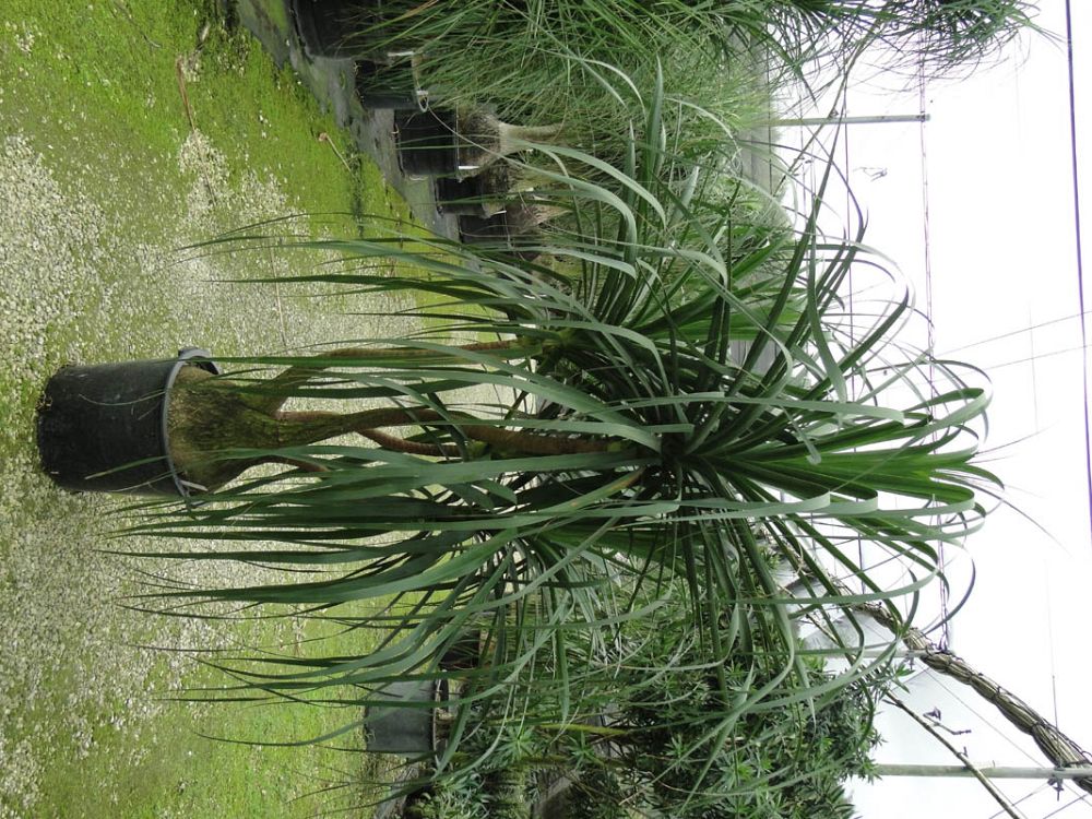 beaucarnea-guatemalensis-ponytail-palm-guatemala-pony-tail-red-ponytail-plant