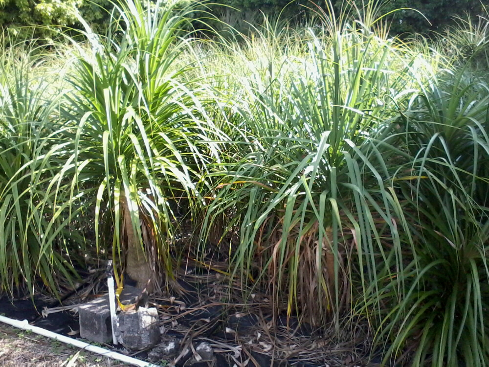 beaucarnea-guatemalensis-ponytail-palm-guatemala-pony-tail-red-ponytail-plant