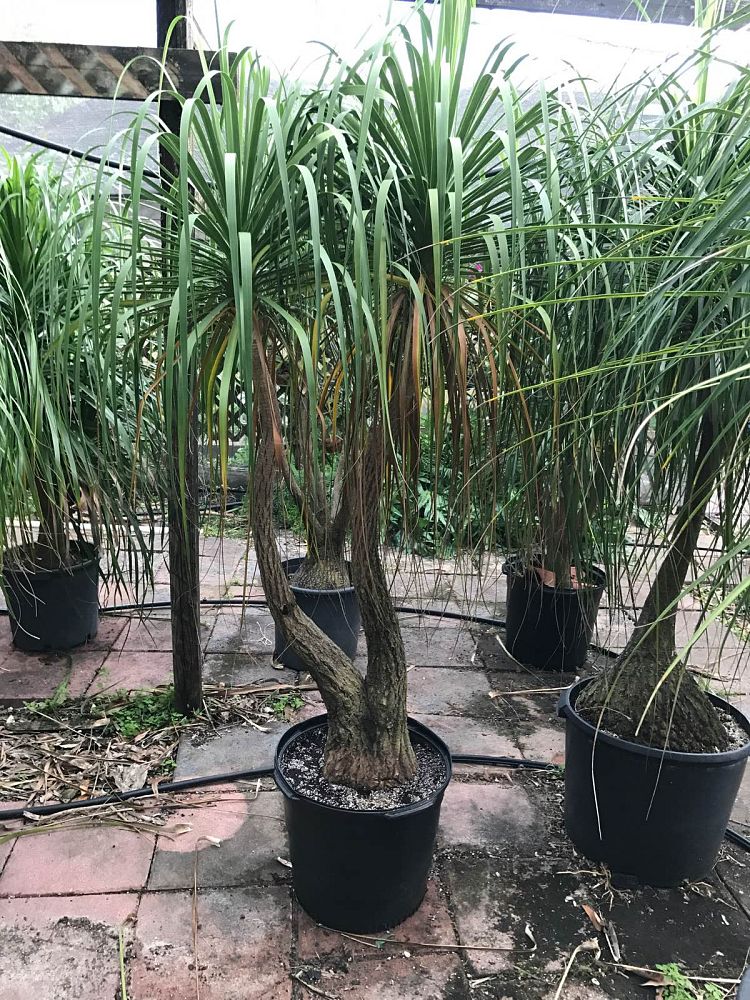 beaucarnea-guatemalensis-ponytail-palm-guatemala-pony-tail-red-ponytail-plant