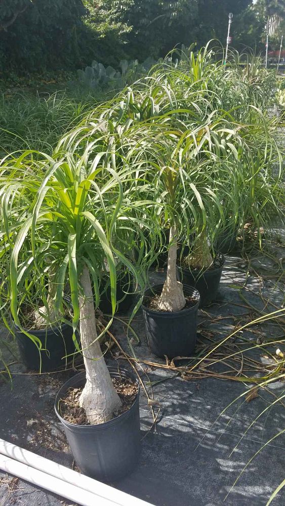 beaucarnea-guatemalensis-ponytail-palm-guatemala-pony-tail-red-ponytail-plant