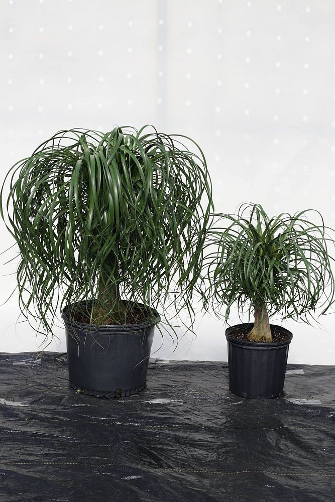 beaucarnea-guatemalensis-ponytail-palm-guatemala-pony-tail-red-ponytail-plant