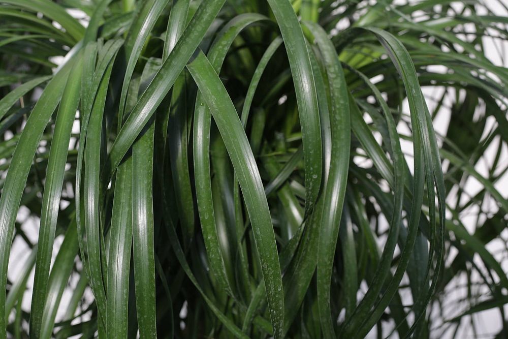 beaucarnea-guatemalensis-ponytail-palm-guatemala-pony-tail-red-ponytail-plant