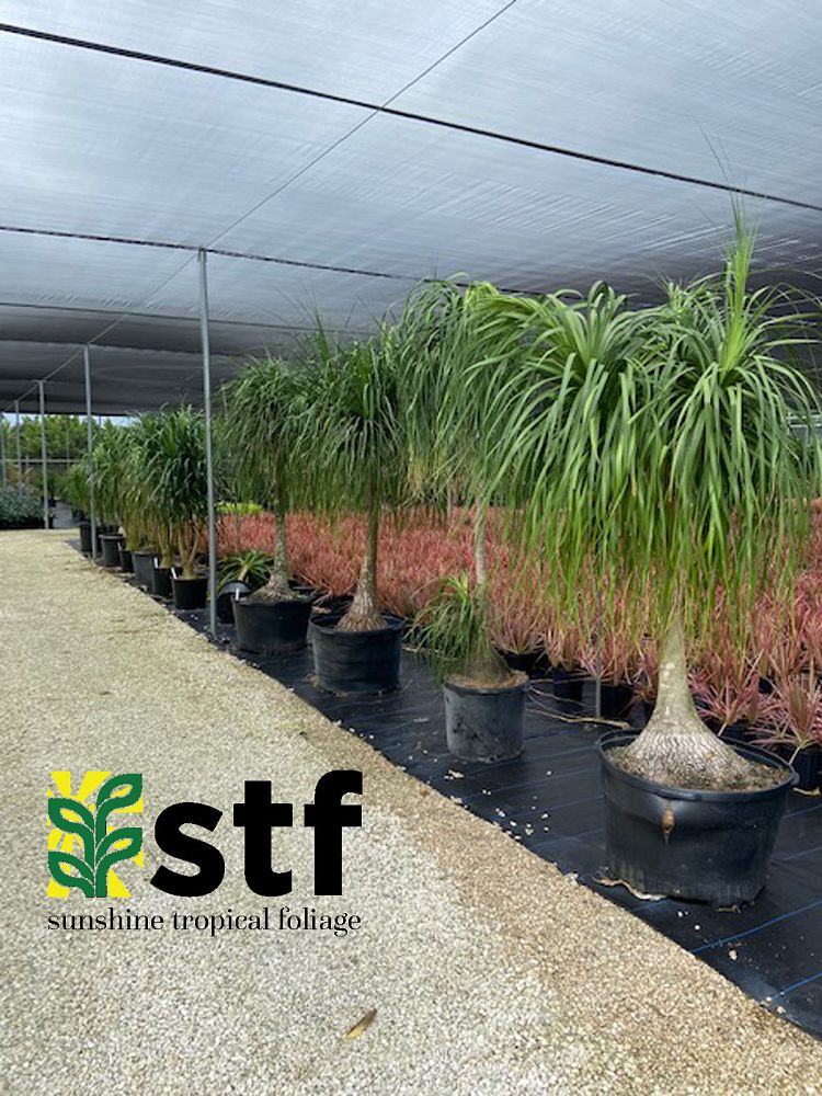 beaucarnea-guatemalensis-ponytail-palm-guatemala-pony-tail-red-ponytail-plant
