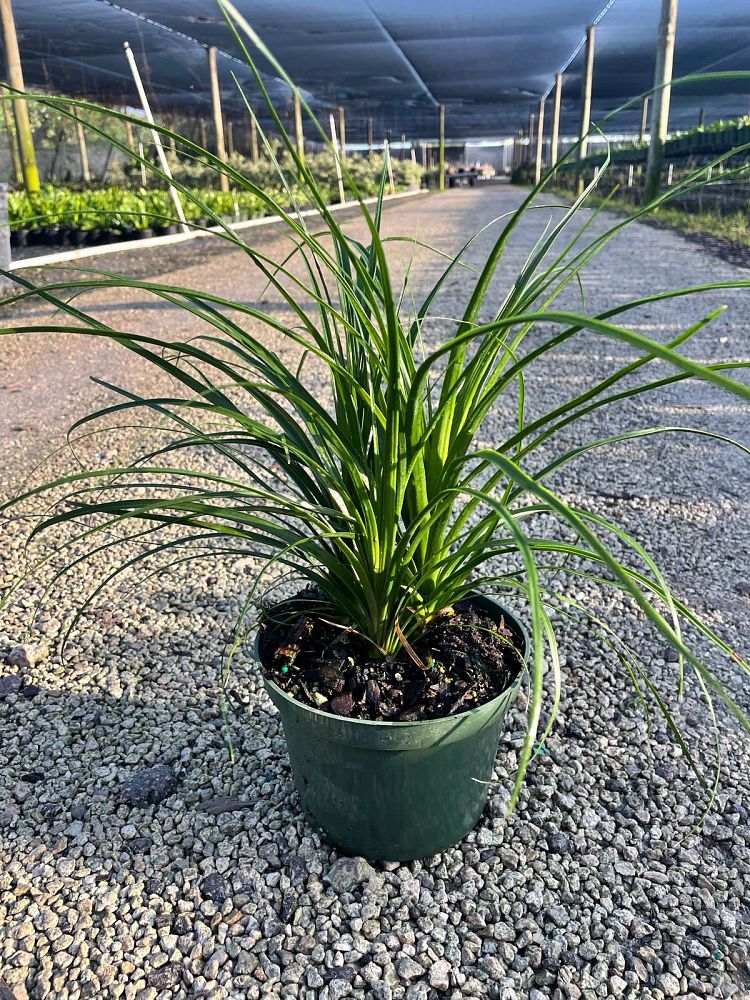 beaucarnea-guatemalensis-ponytail-palm-guatemala-pony-tail-red-ponytail-plant