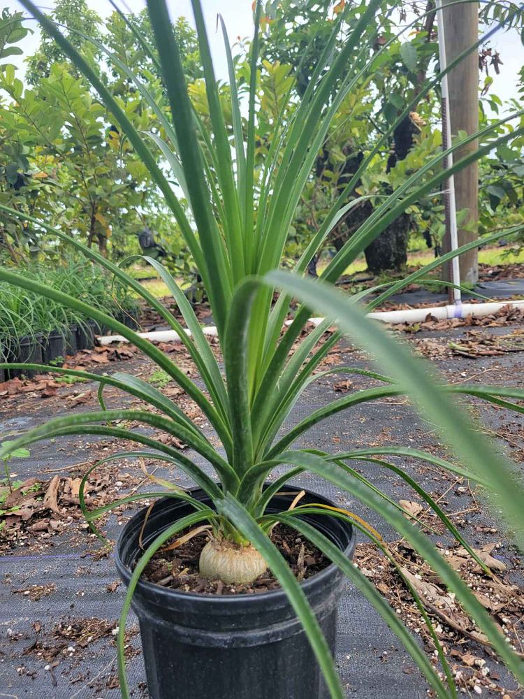beaucarnea-guatemalensis-ponytail-palm-guatemala-pony-tail-red-ponytail-plant