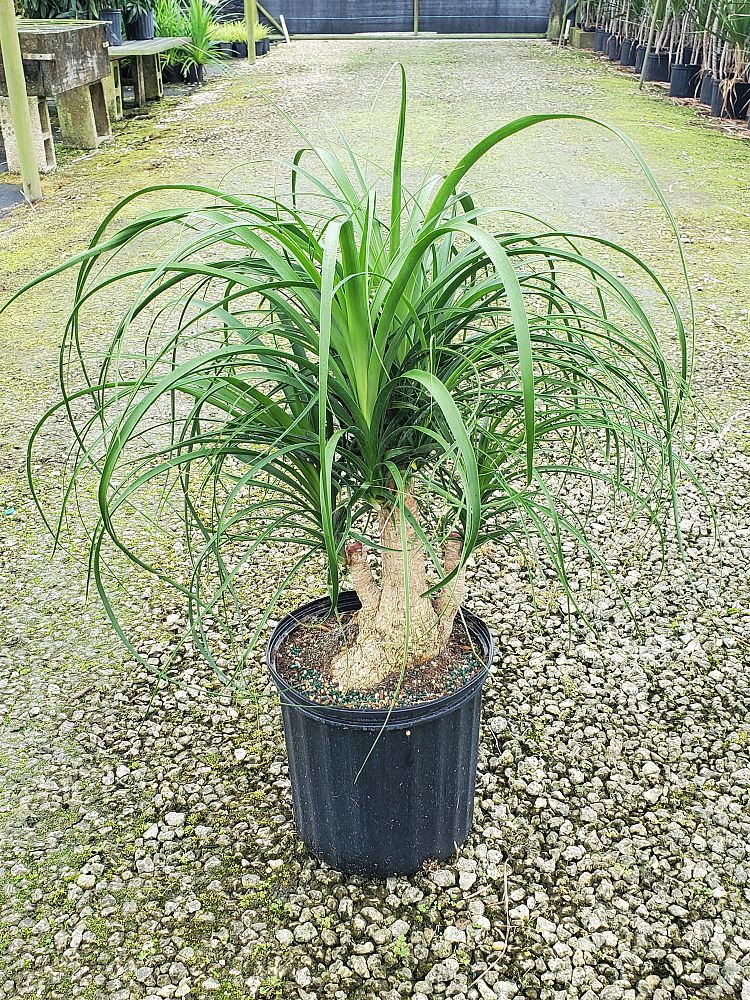 beaucarnea-guatemalensis-ponytail-palm-guatemala-pony-tail-red-ponytail-plant