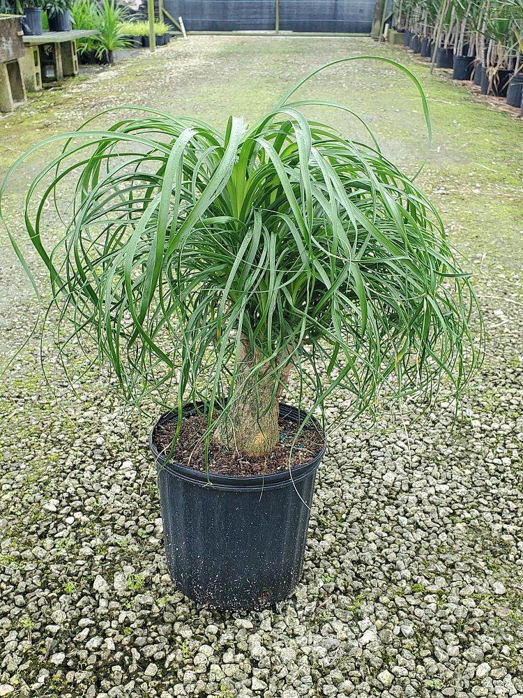 beaucarnea-guatemalensis-ponytail-palm-guatemala-pony-tail-red-ponytail-plant
