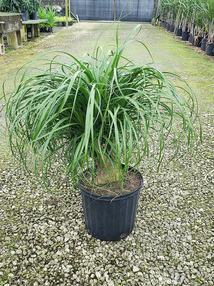 beaucarnea-guatemalensis-ponytail-palm-guatemala-pony-tail-red-ponytail-plant