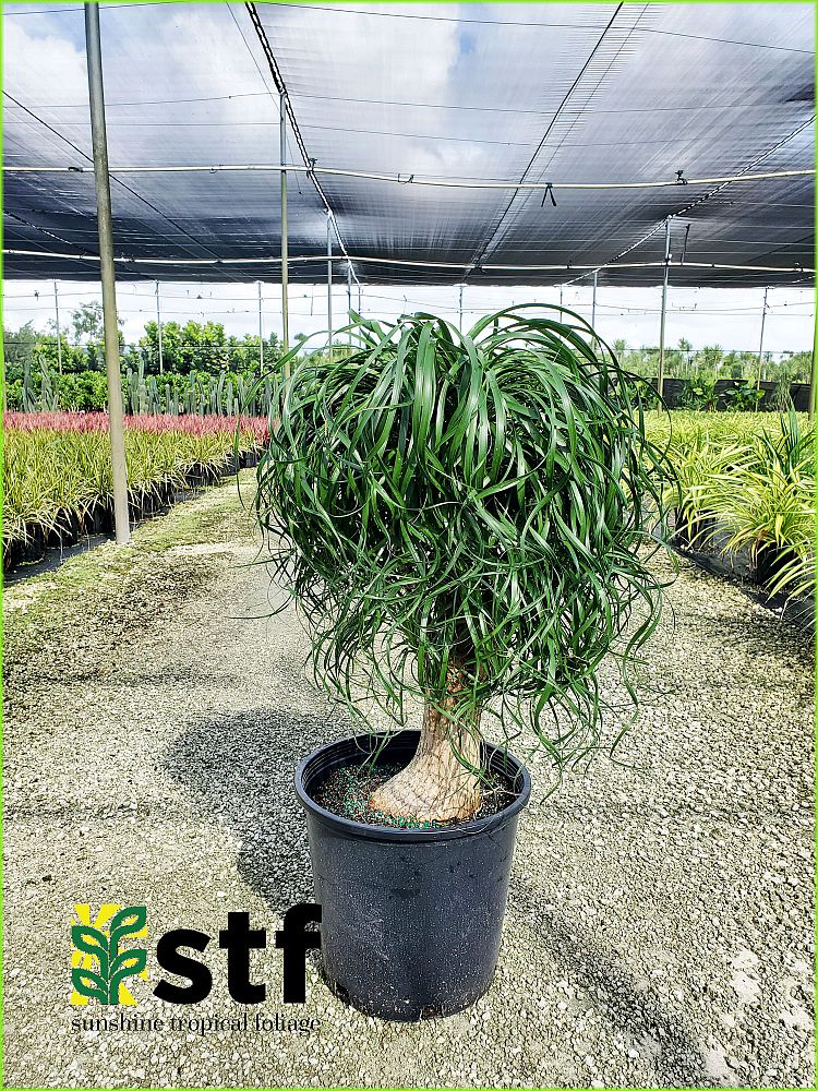 beaucarnea-guatemalensis-ponytail-palm-guatemala-pony-tail-red-ponytail-plant