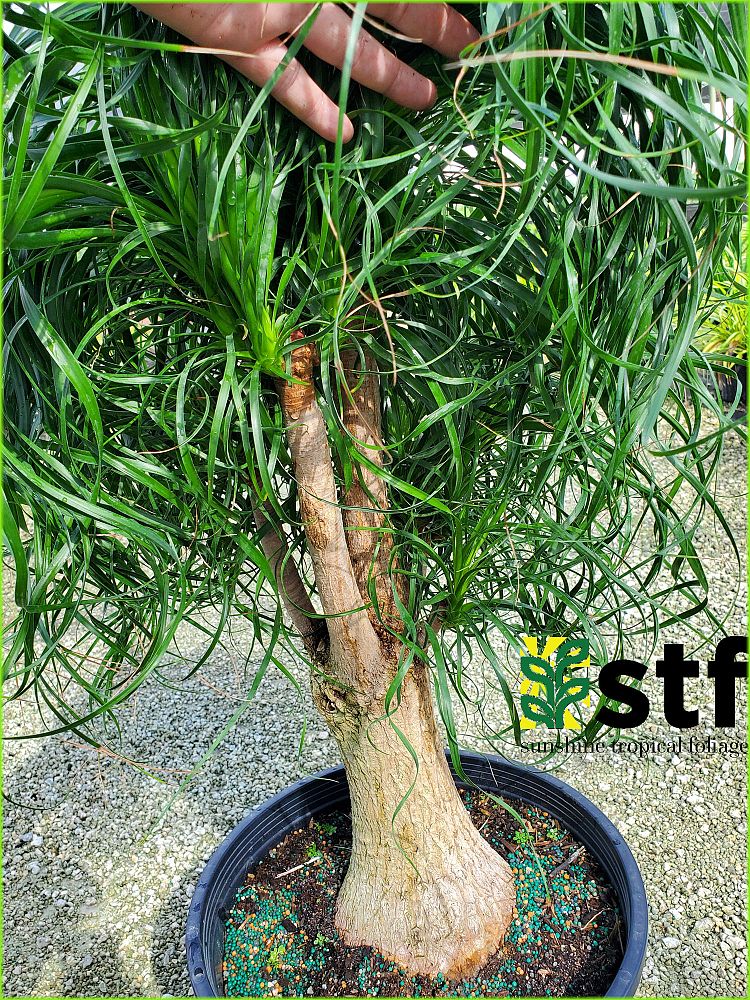 beaucarnea-guatemalensis-ponytail-palm-guatemala-pony-tail-red-ponytail-plant