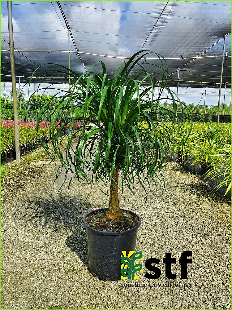 beaucarnea-guatemalensis-ponytail-palm-guatemala-pony-tail-red-ponytail-plant